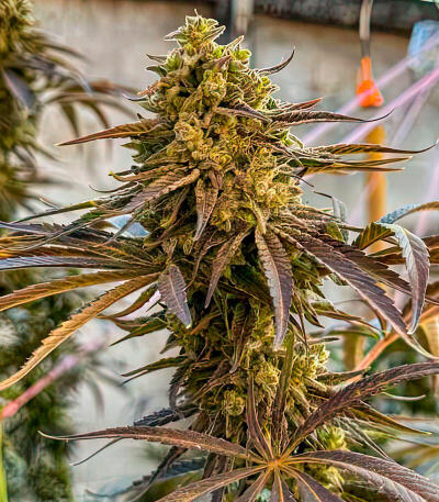 Семена сорта Mandarin Cookies fem (7CH American)