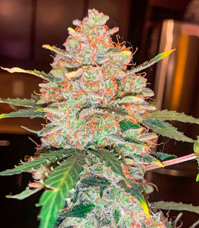 Семена конопли сорта Snow Star Auto