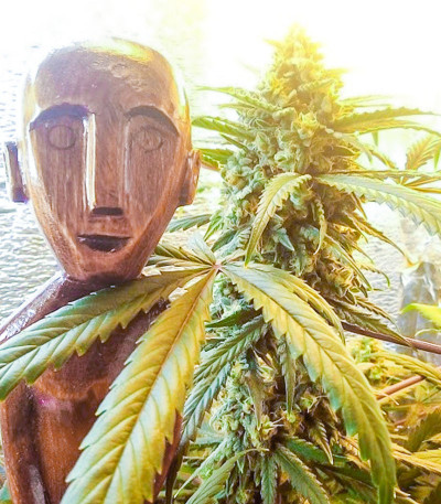 Семена сорта Ak 47 fem (Семяныч)