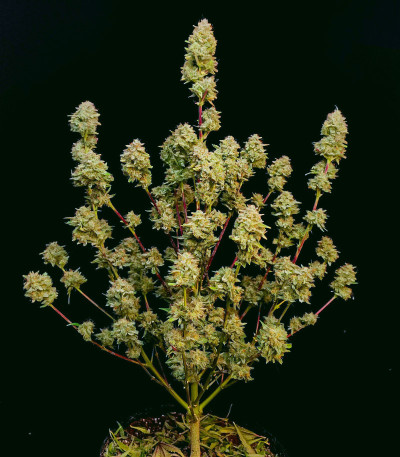 Семена сорта Apricot Auto fem (FastBuds)