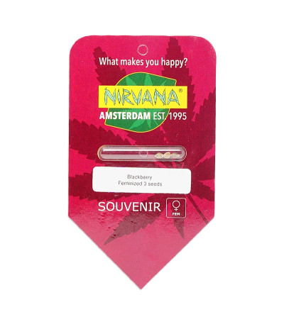 Семена сорта Blackberry fem (Nirvana Seeds)