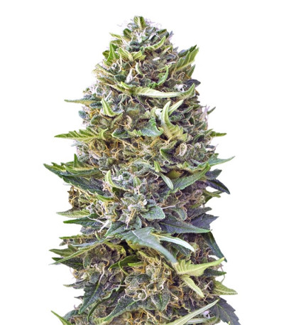 Семена сорта Caramel Kush fem (00 Seeds)