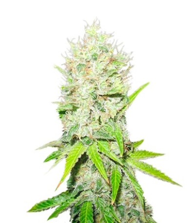 Семена сорта Jack La Mota fem