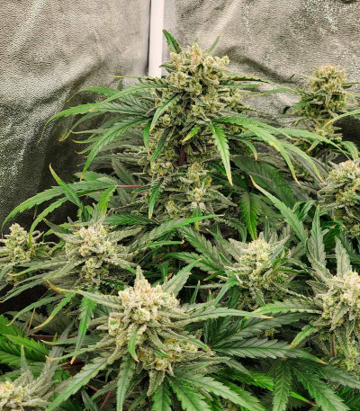 Семена сорта Super Lemon Haze Auto fem (Green House Seeds)