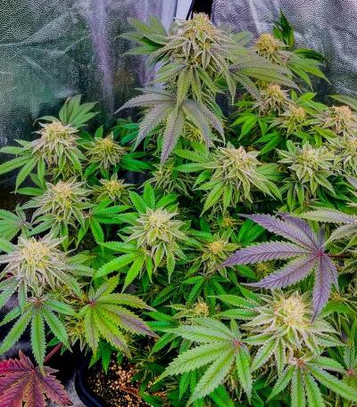 Семена сорта 50 Dragons fem (UKHTA)