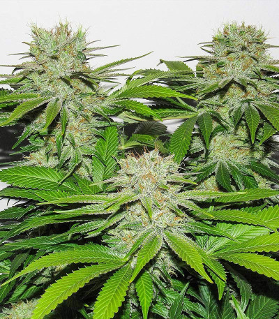 Семена сорта Chem Beyond Diesel CBD fem (Sweet Seeds)