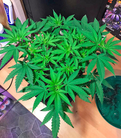 Семена сорта Hawaii Maui Waui fem (Nirvana Seeds)