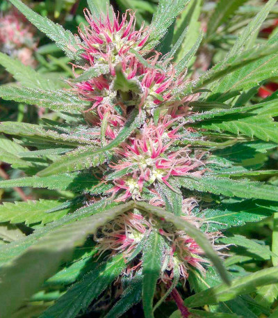 Семена сорта Serious 6 reg (Serious Seeds)