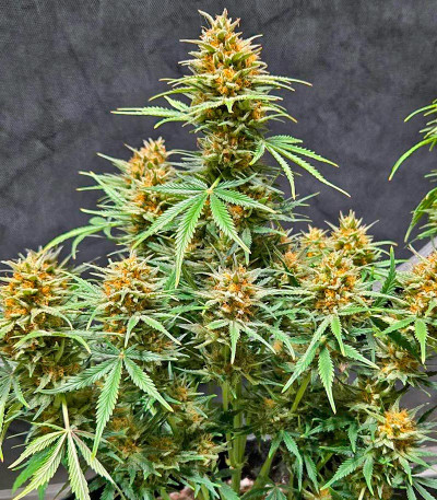 Семена сорта Z-Up Auto fem (FastBuds)