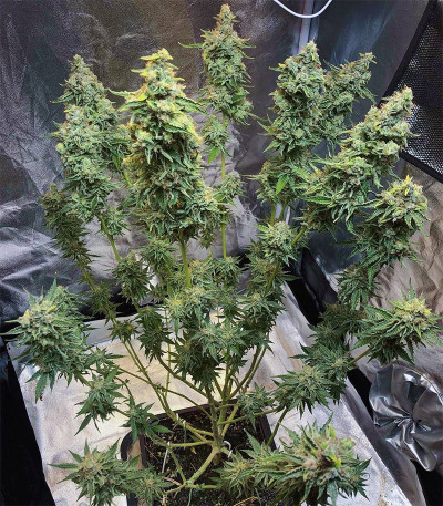 Семена сорта Gorilla Zkittlez fem (Barney's Farm)