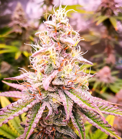 Семена сорта HighCloudZ fem (Green House Seeds)