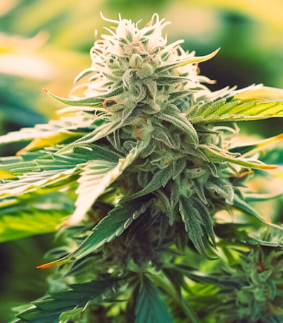 Семена сорта Milky Dreams fem (Green House Seeds)