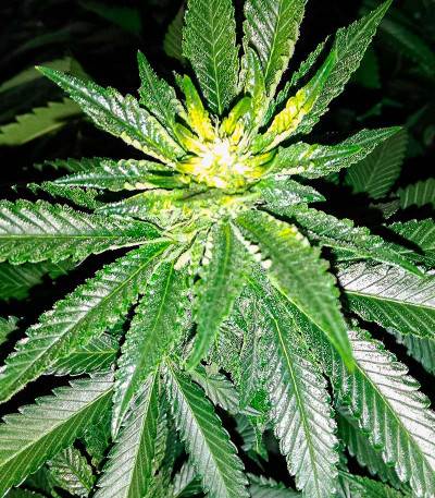 Семена сорта Purple Punch (00 Seeds)