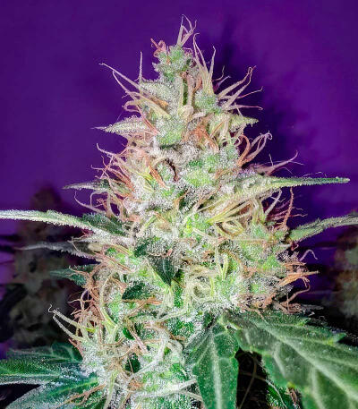 Семена сорта Zkittlez × Gorilla Glue fem (7CH Seeds & Cali Buds Seeds)