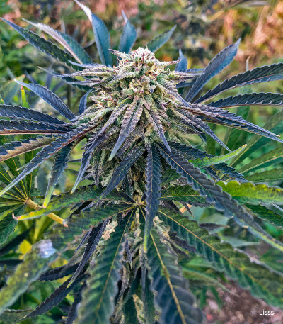 Семена сорта Lemon Tree fem (Barney's Farm)