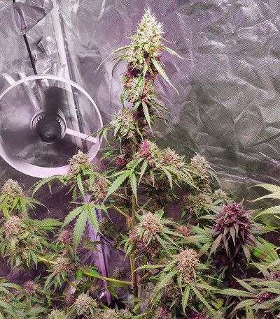 Семена сорта Mazar X fem (Семяныч)