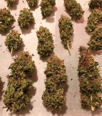 Семена сорта Strawberry Amnesia fem (Herbies Seeds)