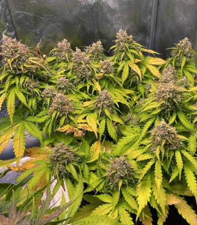 Семена сорта Sweet Cherry Pie (Sweet Seeds)