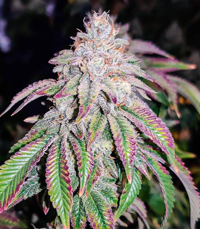 Семена сорта Grand Daddy Purple Fast Version fem (Семяныч)