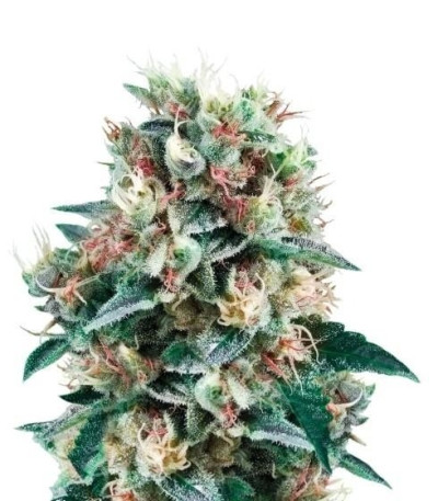 Семена сорта Royal Creamatic Auto fem (Royal Queen Seeds)