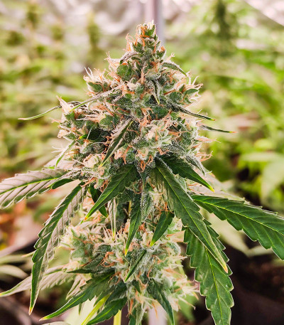 Семена сорта Wedding Cake Autoflower fem (Easy Grow Seeds)