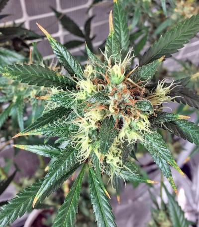 Семена сорта Kali Mist reg (Serious Seeds)