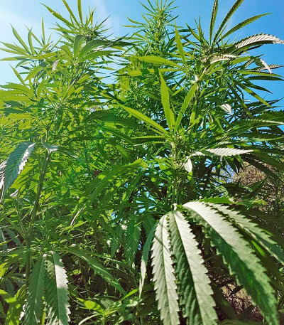 Семена сорта Mango Sapphire fem