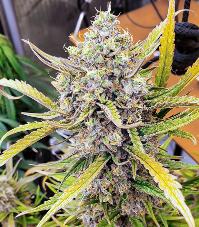 Семена сорта Gorilla Zkittlez Auto fem (FastBuds)