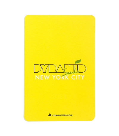Семена сорта New York City fem (Pyramid Seeds)
