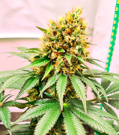 Семена сорта конопли Pink Runtz Auto от 7CH American