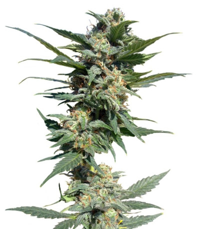 Семена сорта Big Devil #2 Auto fem (Sweet Seeds)