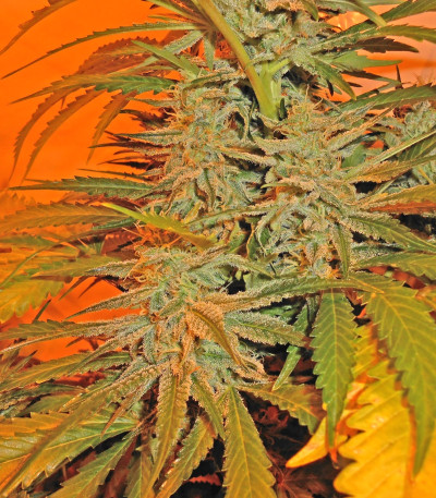 Семена сорта BubbleGummer fem (Female Seeds)