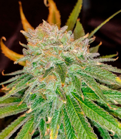 Семена сорта Cafe Racer (Blimburn Seeds)