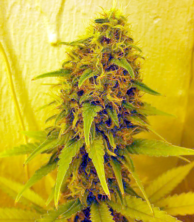 Семена сорта Lost Coast OG fem (Humboldt Seeds)