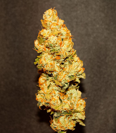 Семена сорта San Bacio Burger fem (Advanced Seeds)