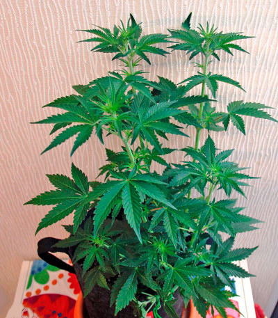 Семена сорта Auto California Kush fem (00 Seeds)