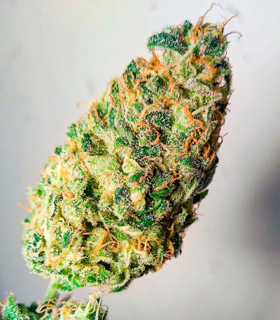 Семена сорта Kaya 47 fem (Advanced Seeds)