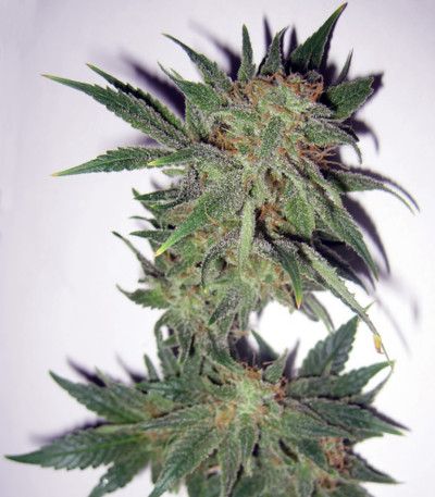 Семена сорта Magic Bud fem (Paradise Seeds)