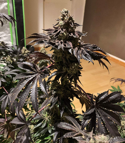 Семена сорта Royal Cookies fem (Royal Queen Seeds)