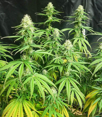 Семена сорта Sugar Black Rose Early Version fem (Delicious Seeds)