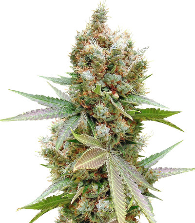 Семена сорта Banana Sapphire fem (Humboldt Seed Organization)