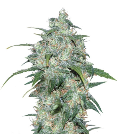 Семена сорта Wild Thailand fem (World of Seeds)