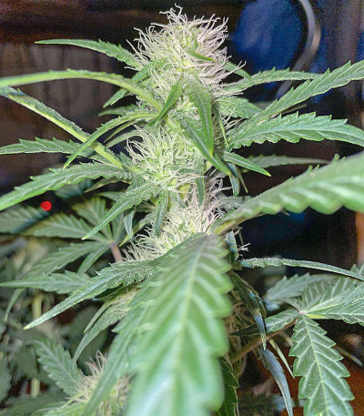 Семена сорта Watermelon Zkittlez Auto fem