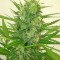 Семена сорта Buddha Calamity Jane Auto fem (Buddha Seeds)