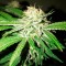 Семена сорта Kripple Roulette fem (Dr. Krippling Seeds)