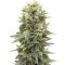 Семена сорта Auto Afghan Mass fem (00 Seeds)