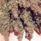 Семена сорта AK 47 reg (Serious Seeds)
