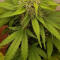 Семена сорта Great White Shark (Green House Seeds)