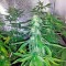 Сорт каннабиса Super Bud