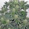 Семена сорта 707 Headband fem (Humboldt Seeds)